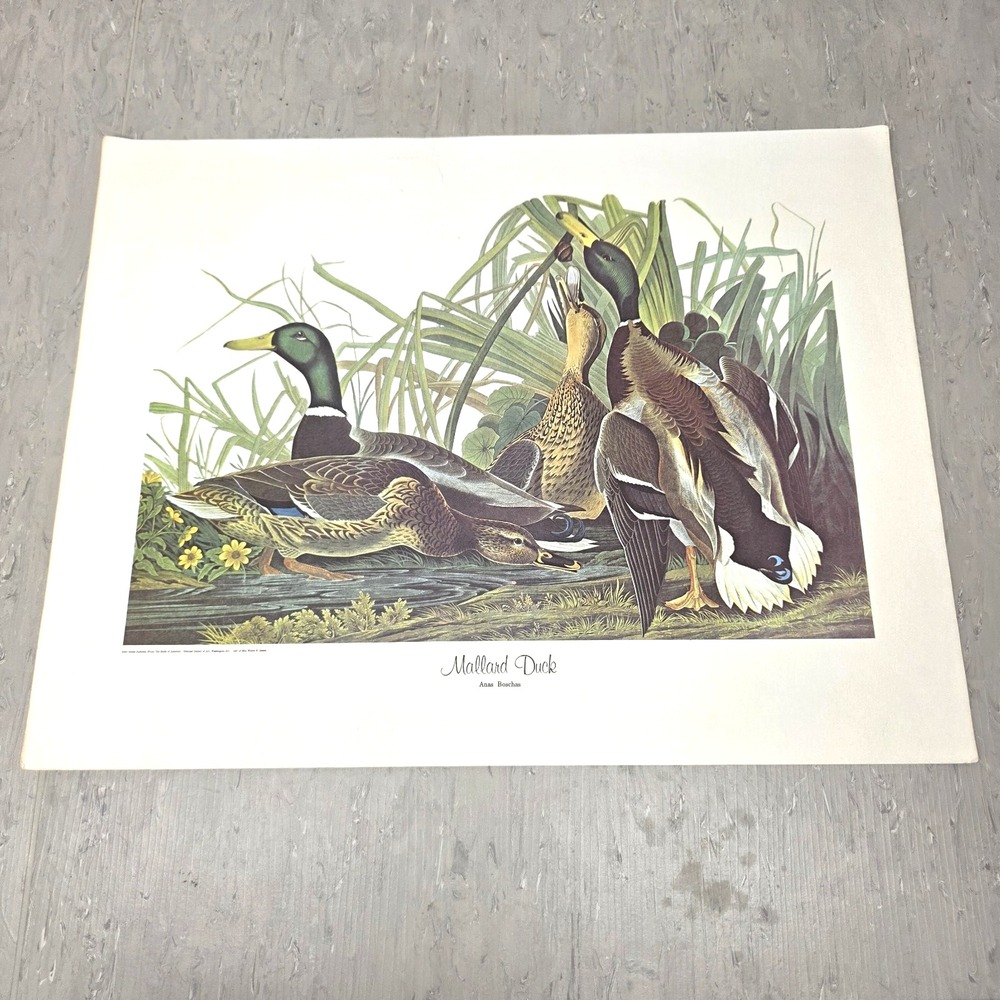 Vintage John James Audubon Mallard Duck Birds of America Art Print 14x18 Plate